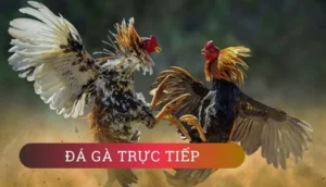 Cách Chơi Đá Gà Sabong Tại W88: Trải Nghiệm Quốc Tế