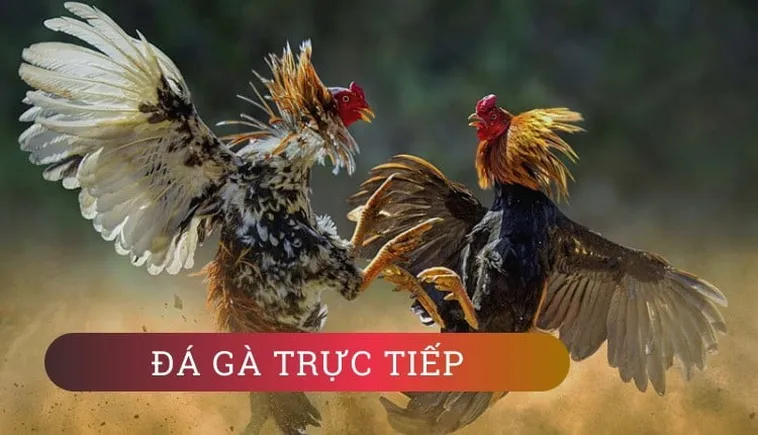 Cách Chơi Đá Gà Sabong Tại W88: Trải Nghiệm Quốc Tế